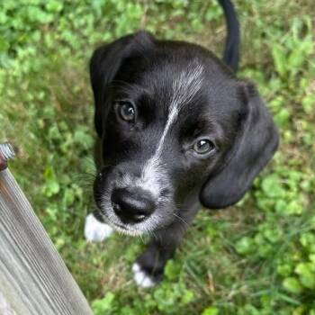 Glen -  Beagle Dog for Adoption in Crystal Lake, Illinois - Glen | PetCurious