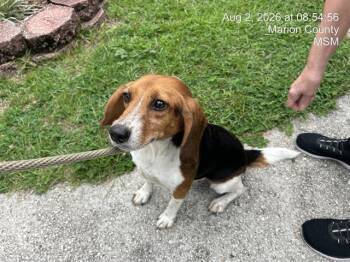 TOFFEE -  Beagle Dog for Adoption in Ocala, Florida - TOFFEE | PetCurious