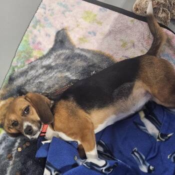 Mabel -  Beagle Dog for Adoption in Kalamazoo, Michigan - Mabel | PetCurious