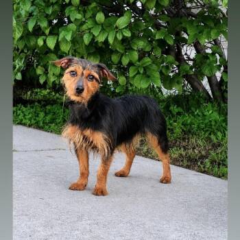 Napoleon -  Yorkshire Terrier and Chihuahua Dog for Adoption in Syosset, New York - Napoleon | PetCurious