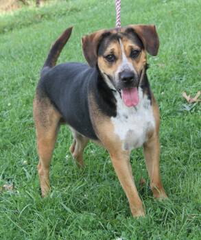Banshee (Neutered) (Updated Photos August 6th 2026) -  Hound and Beagle Dog for Adoption in Marietta, Ohio - Banshee (Neutered) (Updated Photos August 6th 2026) | PetCurious