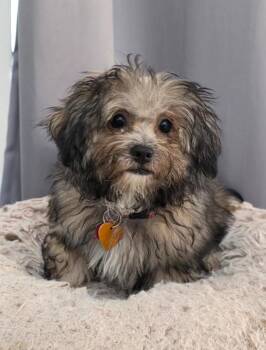 Poodle and Yorkie Poo Dogs Available for Adoption in Manvel, Texas - Mocha | PetCurious