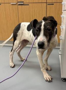 Greyhound and Bull Terrier Dogs Available for Adoption in Hartsville, South Carolina - Gus | PetCurious