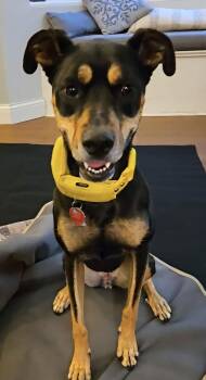 Rescue Husky and Boxer Dogs for Adoption in Minneapolis, Minnesota - Maizie | PetCurious