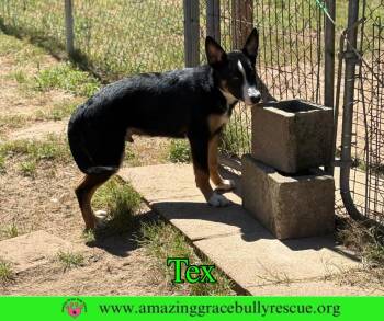 Bernese Mountain Dog Dogs Available for Adoption - Tex | PetCurious