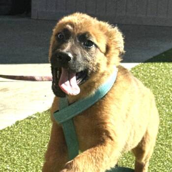 Morticia -  German Shepherd Dog and Mixed Breed Dog for Adoption in Silver Spring, Maryland - Morticia | PetCurious