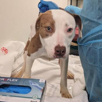 Mixed Breed Dogs Available for Adoption in Philadelphia, Pennsylvania - Shannon | PetCurious