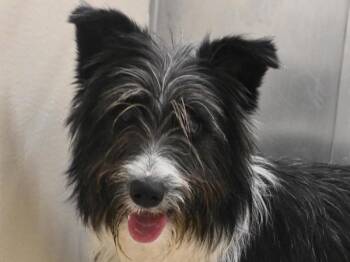 Border Collie and Terrier Dogs Available for Adoption in Portland, Oregon - Brenda | PetCurious