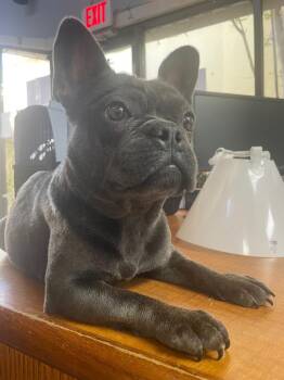 French Bulldog Dogs Available for Adoption in Fort Worth, Texas - Renee | PetCurious