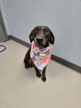 Stormi -  Terrier and Beagle Dog for Adoption in Zanesville, Ohio - Stormi | PetCurious