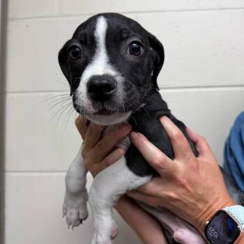 Kristoff -  Terrier Dog for Adoption in Lakeland, Florida - Kristoff | PetCurious