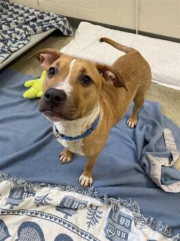 PATPAT -  Pit Bull Terrier Dog for Adoption in Fort Wayne, Indiana - PATPAT | PetCurious