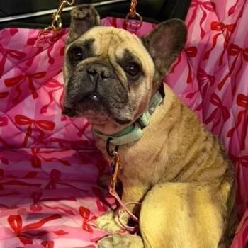 Homer -  French Bulldog Dog for Adoption in Houston, Texas - Homer | PetCurious