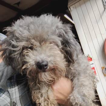 Precious -  Miniature Poodle and Yorkshire Terrier Dog for Adoption in Brooksville, Florida - Precious | PetCurious