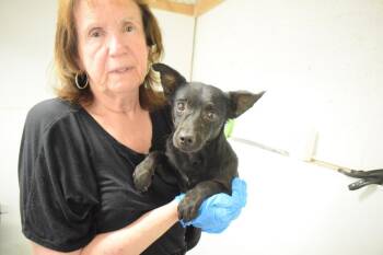Noah (L595) -  Chihuahua and Mixed Breed Dog Available for Adoption in Pahrump, Nevada - Noah (L595) | PetCurious