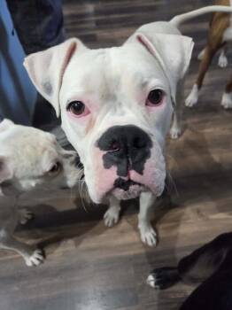Rescue Boxer Dogs for Adoption in Woodinville, Washington - Oso | PetCurious