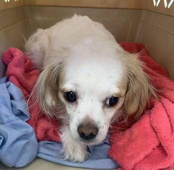 Cocker Spaniel Dogs Available for Adoption - TATY | PetCurious