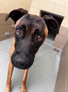 Rescue German Shepherd Dog and Mixed Breed Dogs for Adoption in Riverside, California - BRUCE | PetCurious