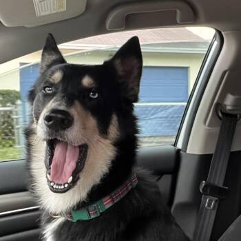 German Shepherd Dog and Husky Dogs Available for Adoption in West Palm Beach, Florida - Paris | PetCurious