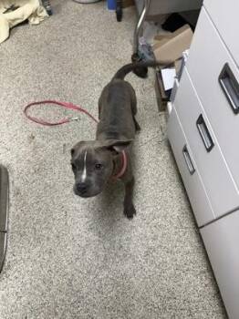 Gertie -  American Bulldog and Mixed Breed Dog for Adoption in Conway, Arkansas - Gertie | PetCurious