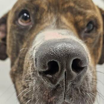 Pickle Rick -  Pit Bull Terrier Dog for Adoption in Austin, Texas - Pickle Rick | PetCurious