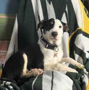 Labrador Retriever and Mixed Breed Dogs Available for Adoption - Fumble | PetCurious