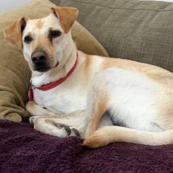 Chiweenie Dogs Available for Adoption - Mooshu | PetCurious