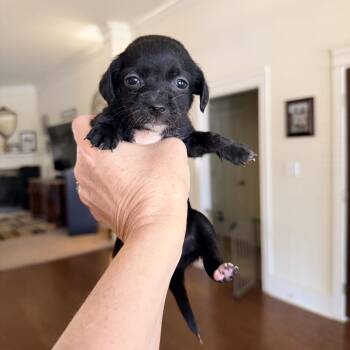 Dachshund and Mixed Breed Dogs Available for Adoption - Magpie | PetCurious