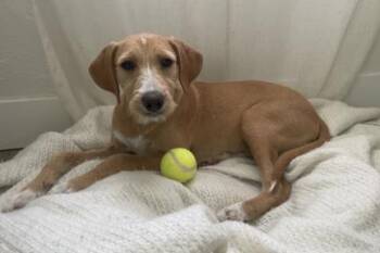 GOLDIE -  Terrier and Labrador Retriever Dog for Adoption in Broomfield, Colorado - GOLDIE | PetCurious