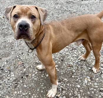 Tiny -  Pit Bull Terrier Dog for Adoption in Mckeesport, Pennsylvania - Tiny | PetCurious