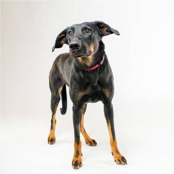 Dutchess -  Doberman Pinscher and Mixed Breed Dog for Adoption in Palm Springs, California - Dutchess | PetCurious