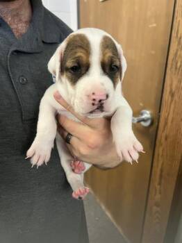 Rescue Mastiff Dogs for Adoption in Casper, Wyoming - CHRISTOPHER | PetCurious