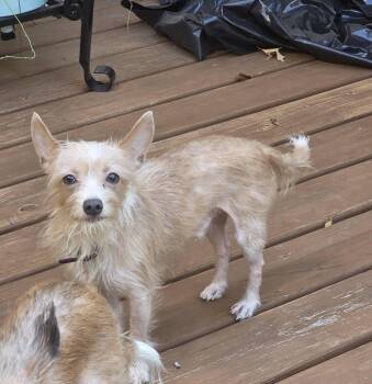 Pilot -  Chihuahua Dog for Adoption in Broken Arrow, Oklahoma - Pilot | PetCurious