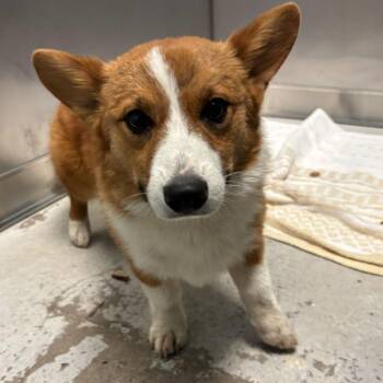 Mixed Breed Dogs Available for Adoption in Davenport, Iowa - Junior | PetCurious