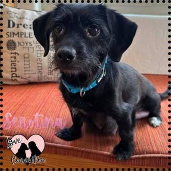 Serotina -  Dachshund and Terrier Dog for Adoption in Gilbert, Arizona - Serotina | PetCurious