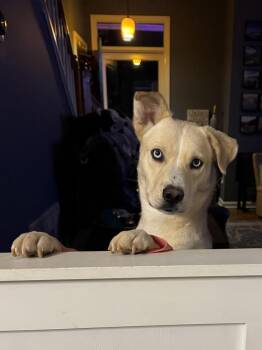 Rescue Husky and Shepherd Dogs for Adoption in Charlotte, North Carolina - Carrick | PetCurious