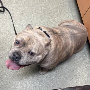 English Bulldog Dogs Available for Adoption - Lexi | PetCurious