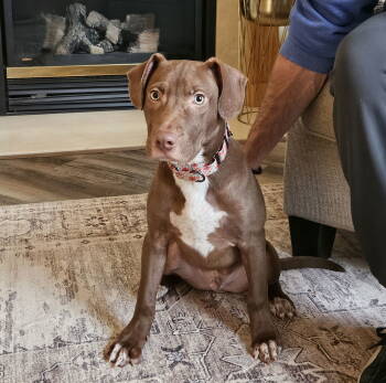 Rescue Terrier Dogs for Adoption in Brooklyn Center, Minnesota - Tommy | PetCurious