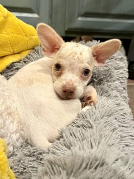 Shmup -  Chihuahua Dog for Adoption in Tucson, Arizona - Shmup | PetCurious