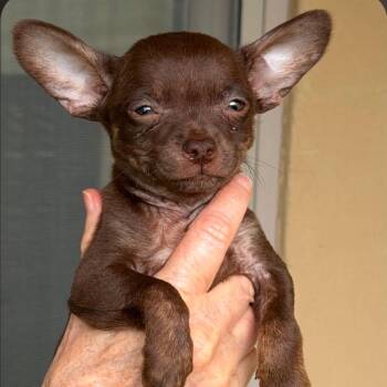 Chihuahua and Mixed Breed Dogs Available for Adoption in Boerne, Texas - Canyon | PetCurious