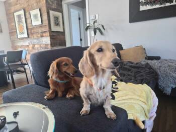 Beckett (Bonded with Malcolm) -  Dachshund Dog for Adoption in Sandy, Utah - Beckett (Bonded With Malcolm) | PetCurious