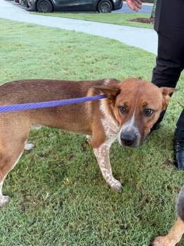 A1269940 -  Australian Cattle Dog Blue Heeler and Mixed Breed Dog for Adoption in Charlotte, North Carolina - A1269940 | PetCurious