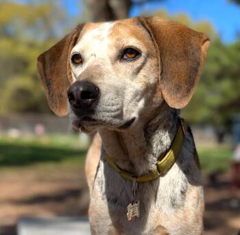 Rescue Bluetick Coonhound Dogs for Adoption in Tomball, Texas - River | PetCurious