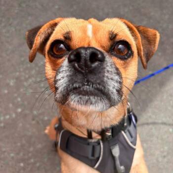 Lookout 14187 -  Chihuahua and Pug Dog for Adoption in San Francisco, California - Lookout 14187 | PetCurious