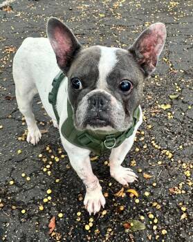 French Bulldog Dogs Available for Adoption in Margate, Florida - LUNA | PetCurious