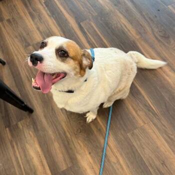 Mia -  Mixed Breed Dog for Adoption in Jeffersonville, Indiana - Mia | PetCurious