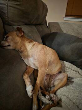 Evie -  Chihuahua Dog for Adoption in Carson City, Nevada - Evie | PetCurious