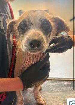 Chihuahua Dogs Available for Adoption in Newport, Kentucky - Dodie | PetCurious