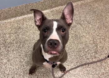 Pit Bull Terrier and Mixed Breed Dogs Available for Adoption in Colorado Springs, Colorado - PAT-A-CAKE | PetCurious