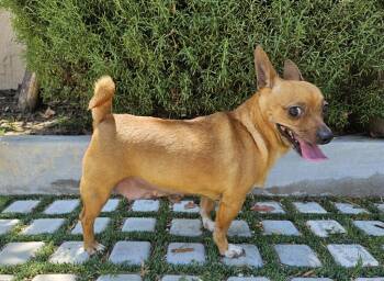 Chiweenie Dogs Available for Adoption in Manhattan Beach, California - Oh My Darling Darla | PetCurious